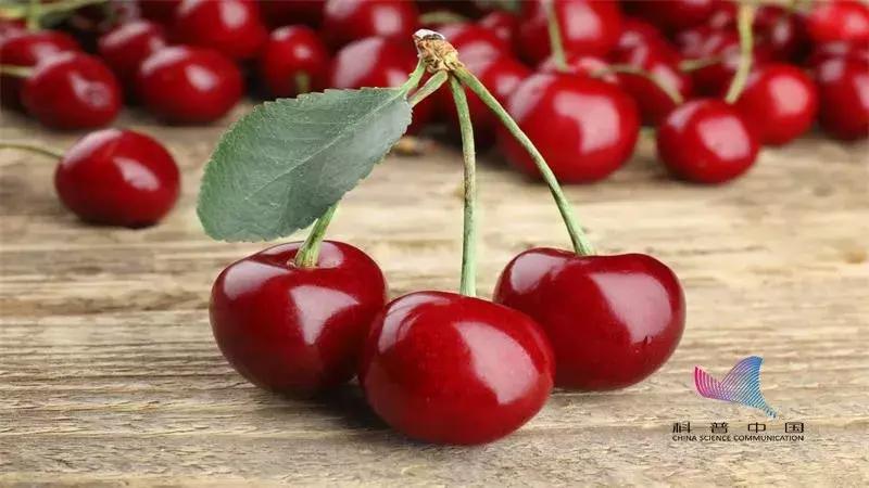 刚攒钱买的樱桃,却被说吃下会致命?真相是……