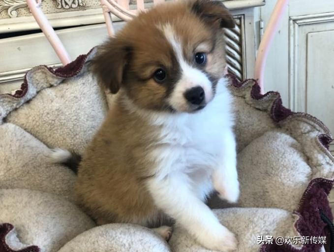 十种好养的宠物狗品种,100种可爱的狗