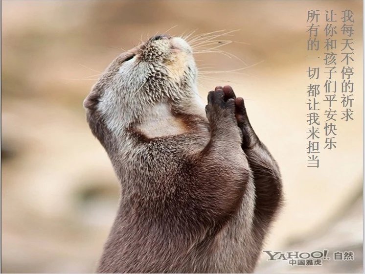 我只想说声爱你,只想再爱你一次