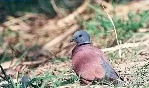 看图识鸟图片及答案,看图识鸟软件哪个好用