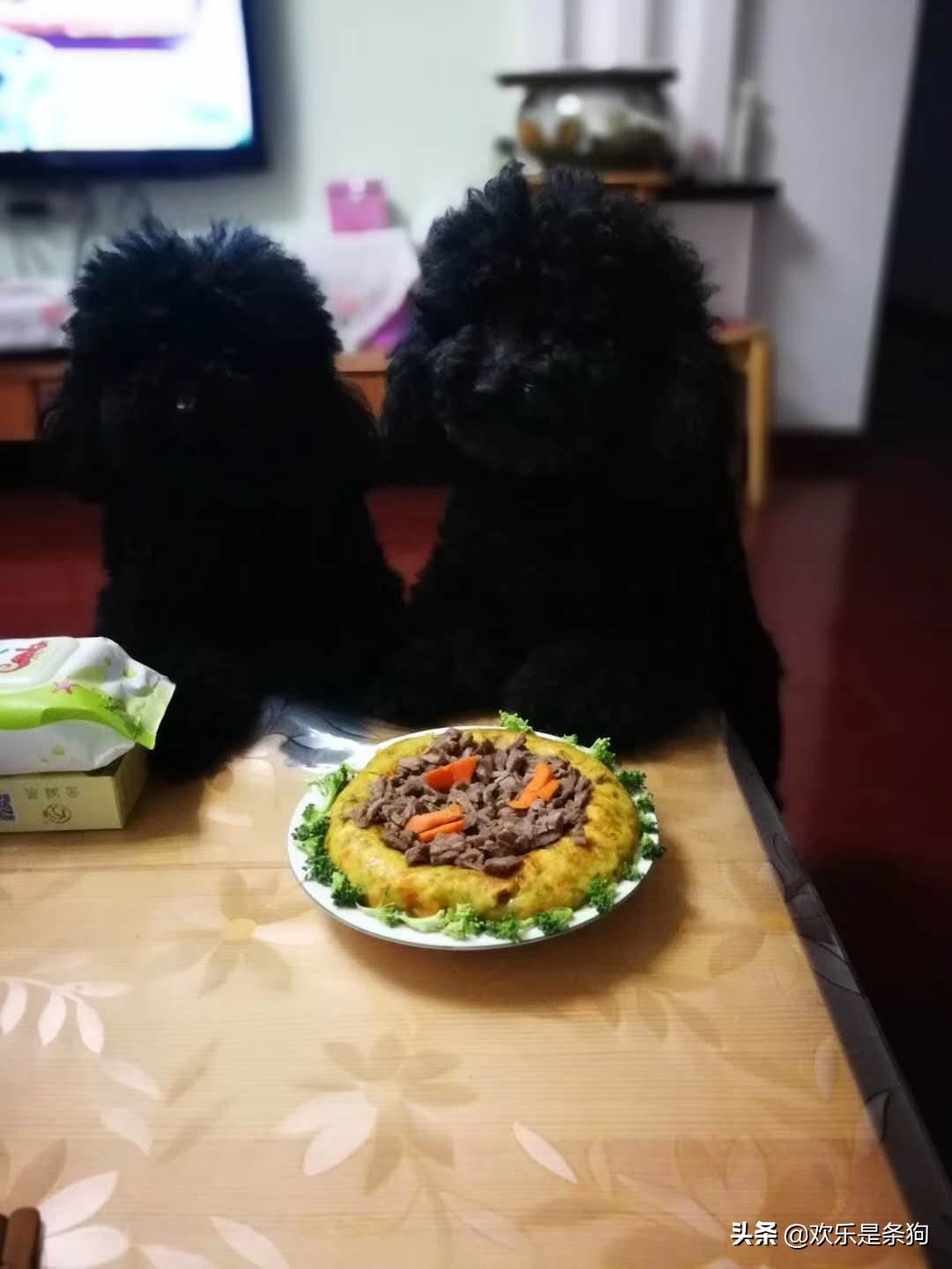 刚买的宠物狗要怎么养,刚抱养的狗狗注意事项