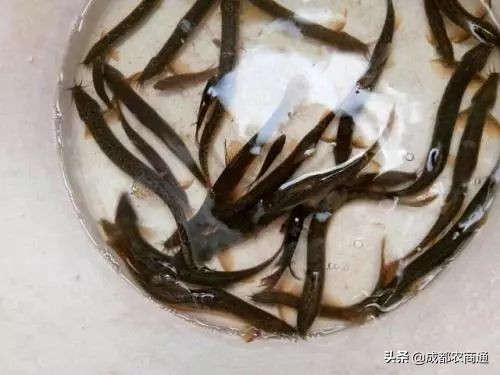 东北泥鳅养殖成本和利润,泥鳅养殖价格表大全