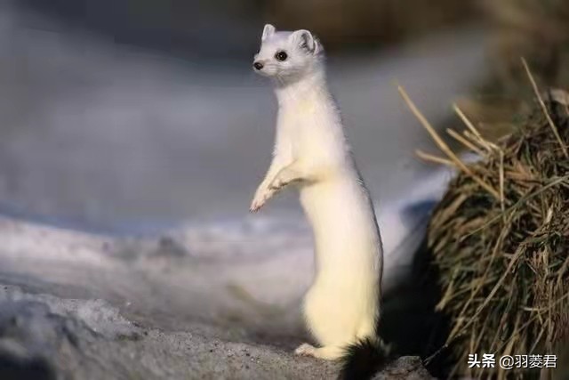 黄皮子坟,黄皮子坟黄大仙