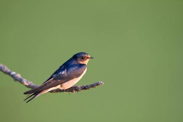 今日春分最新视频,今日春分时节