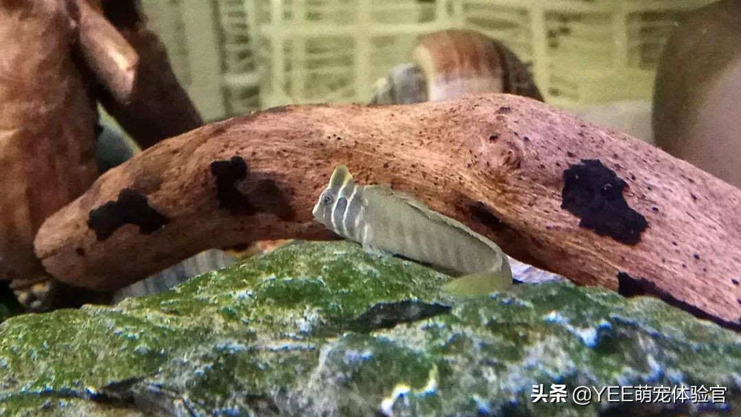 奥特曼青蛙鱼是热带鱼吗,奥特曼青蛙鱼品种