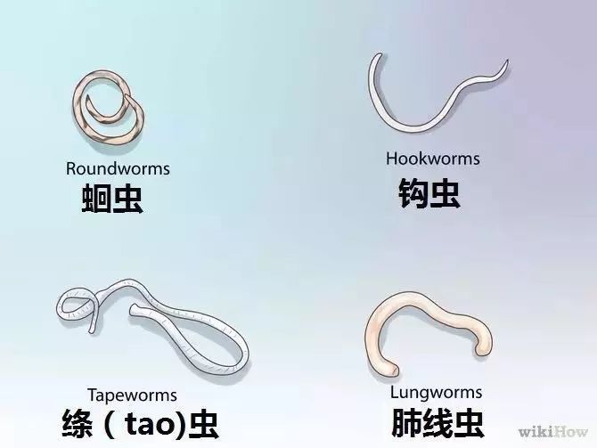 猫咪洗澡前驱虫还是洗澡后驱虫,猫咪体外驱虫和体内驱虫多久一次