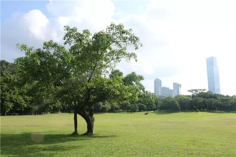 深圳莲花山看深圳风景,深圳莲花山有什么特别的地方