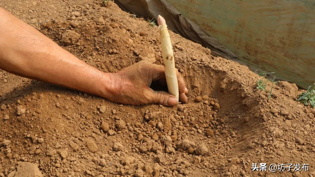 鎴戜滑鏉ュ埌浜嗕腑鍥界殑鑺︾瑡涔嬩埂,鍧婂瓙鑺︾瑡