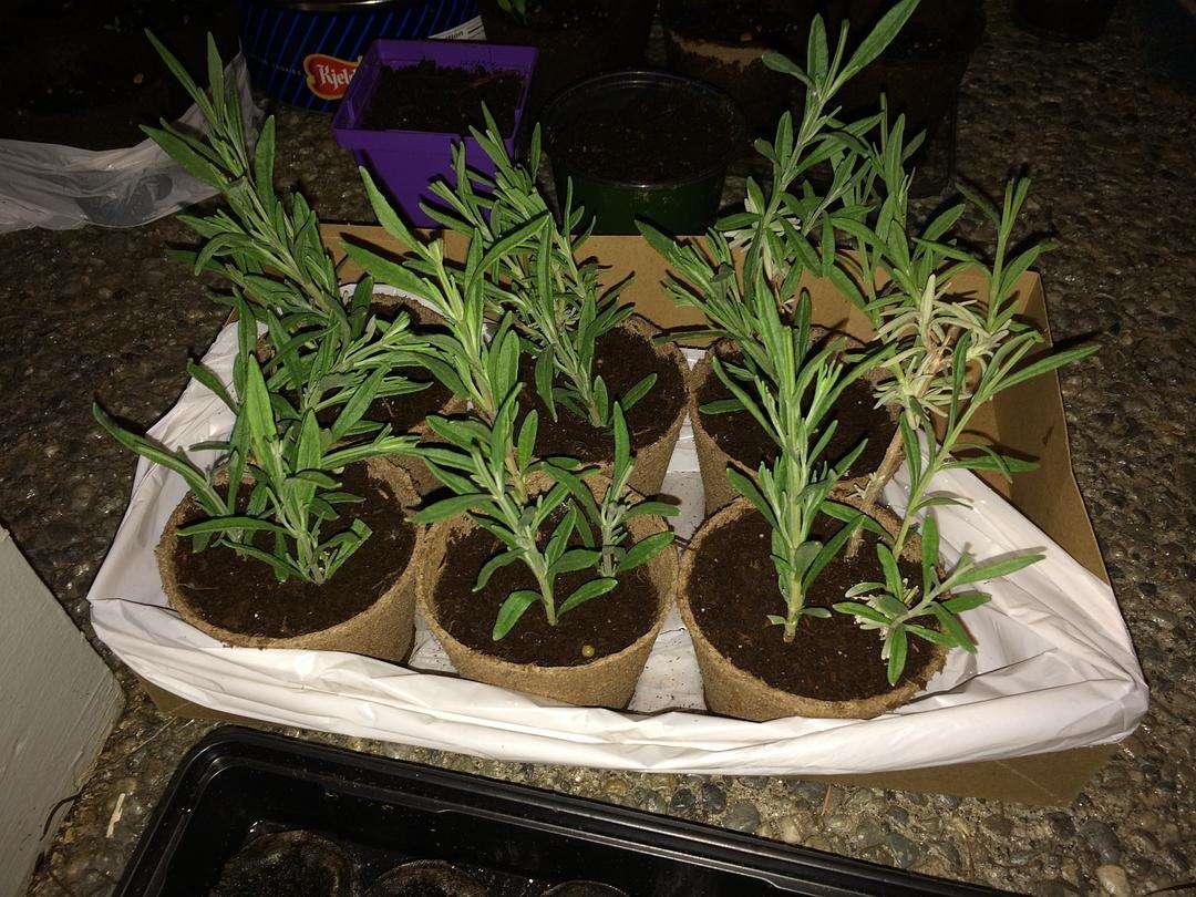 薰衣草扦插种植方法全过程,薰衣草怎么扦插繁殖