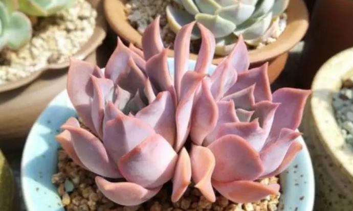 多肉品种50种公认好养的多肉,十种最好看多肉品种