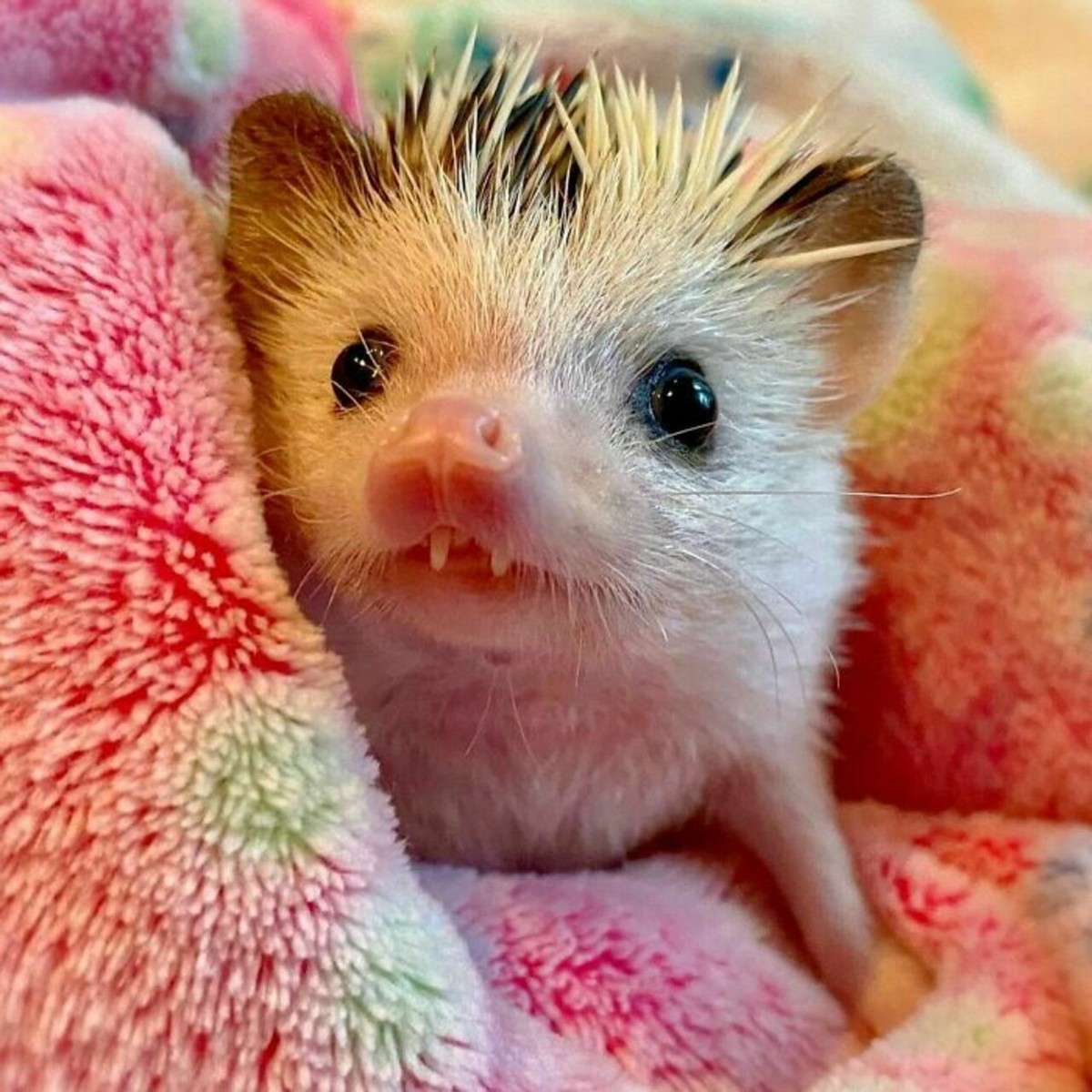 野生刺猬和宠物刺猬的图片,宠物刺猬的真实图片