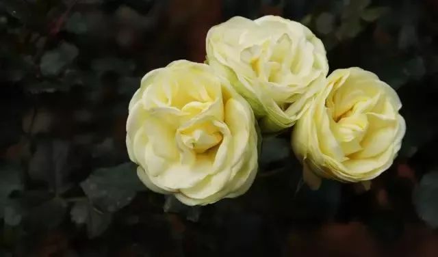 一万年一次的2020520;一起认识100种玫瑰~别送错啊