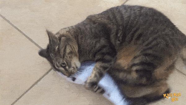 猫的饭盆需要经常清洗吗,猫的饭碗用什么清洗