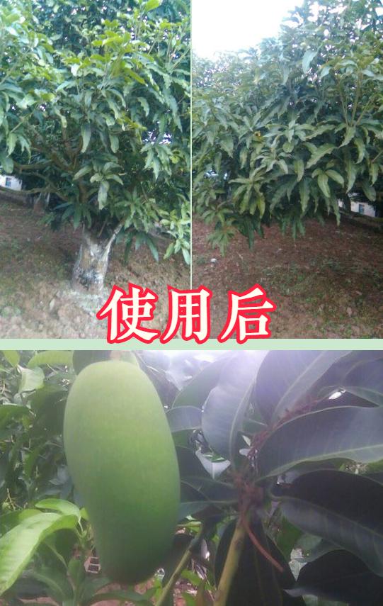 芒果叶缘枯病怎么治,芒果黄叶病要什么药