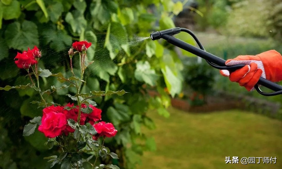 月季上长了红蜘蛛不要怕，教你两种方法轻松应对