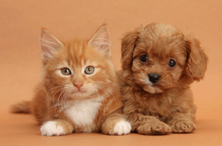 犬猫胃肠道有什么症状,猫犬肠胃有问题怎么办