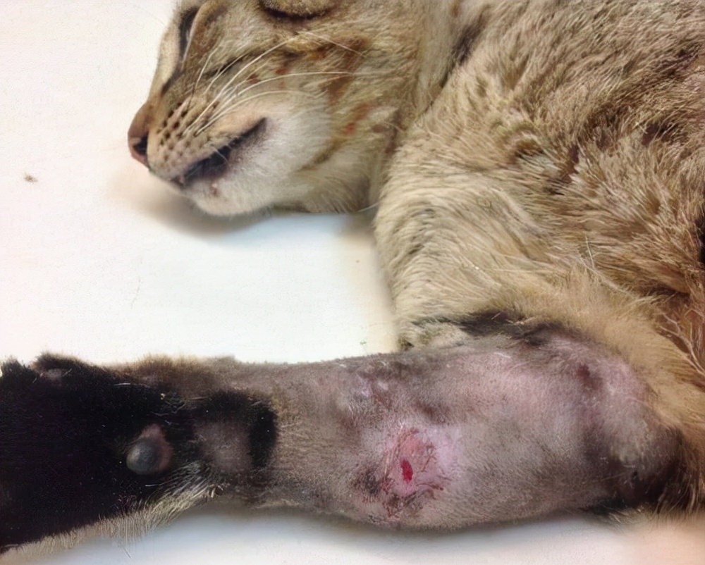 养猫日记:猫伤口化脓处理怎么办