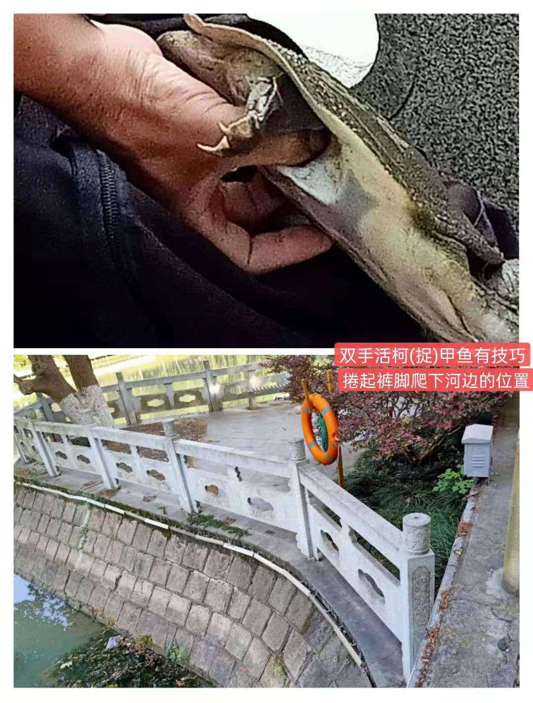 紫荊港源紫荊花紫荆港河穿八桥绿道两岸垂钓人双手活柯野生甲鱼