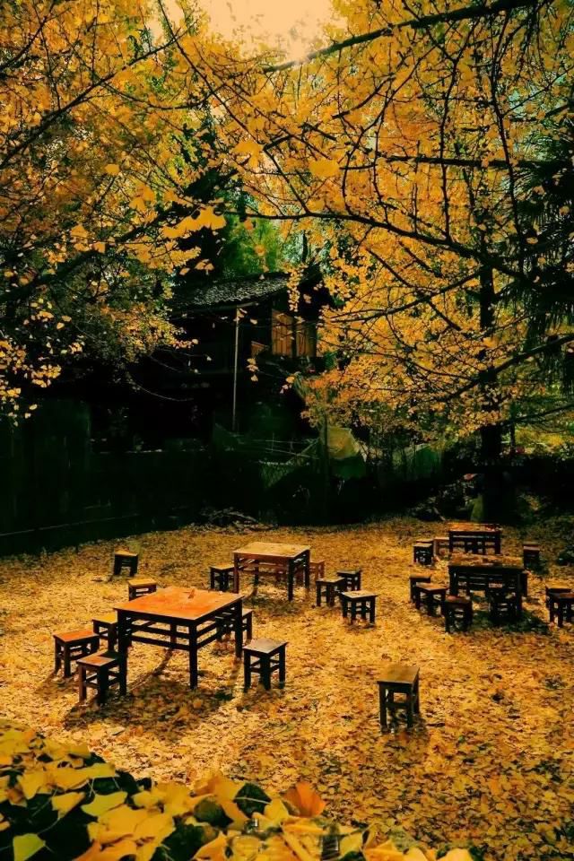 无花果树在庭院内种植有什么寓意,冷杉树长在庭院里风水上有说法吗