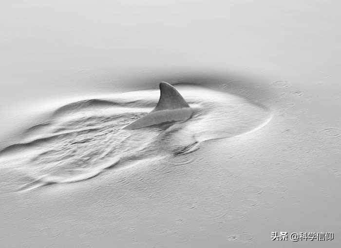 鲨鱼凶猛，但当失去鱼鳍的鲨鱼被放归海洋，等待它们的只有死亡