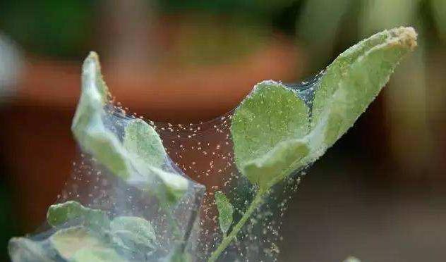 红蜘蛛怎么打不死,红蜘蛛最怕的三个人