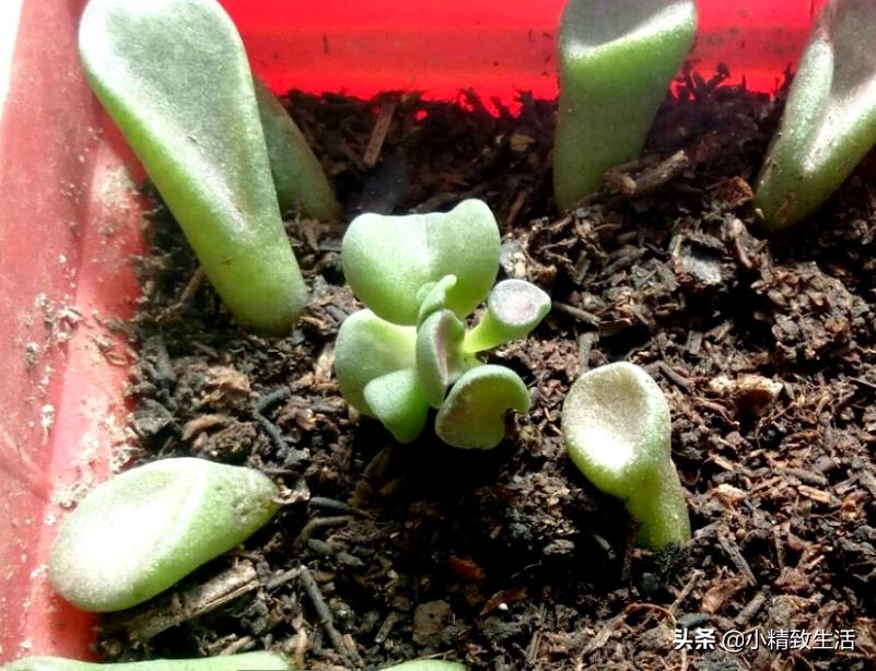 易出老桩的多肉植物,多肉这种花的真名叫什么