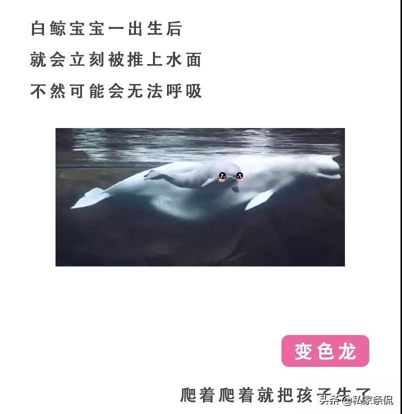 动物世界生蛋的过程,动物世界奇特的分娩方式