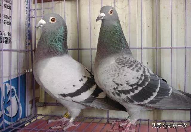 为什么杀鸽子用水淹,杀鸽子不放血的正确方法