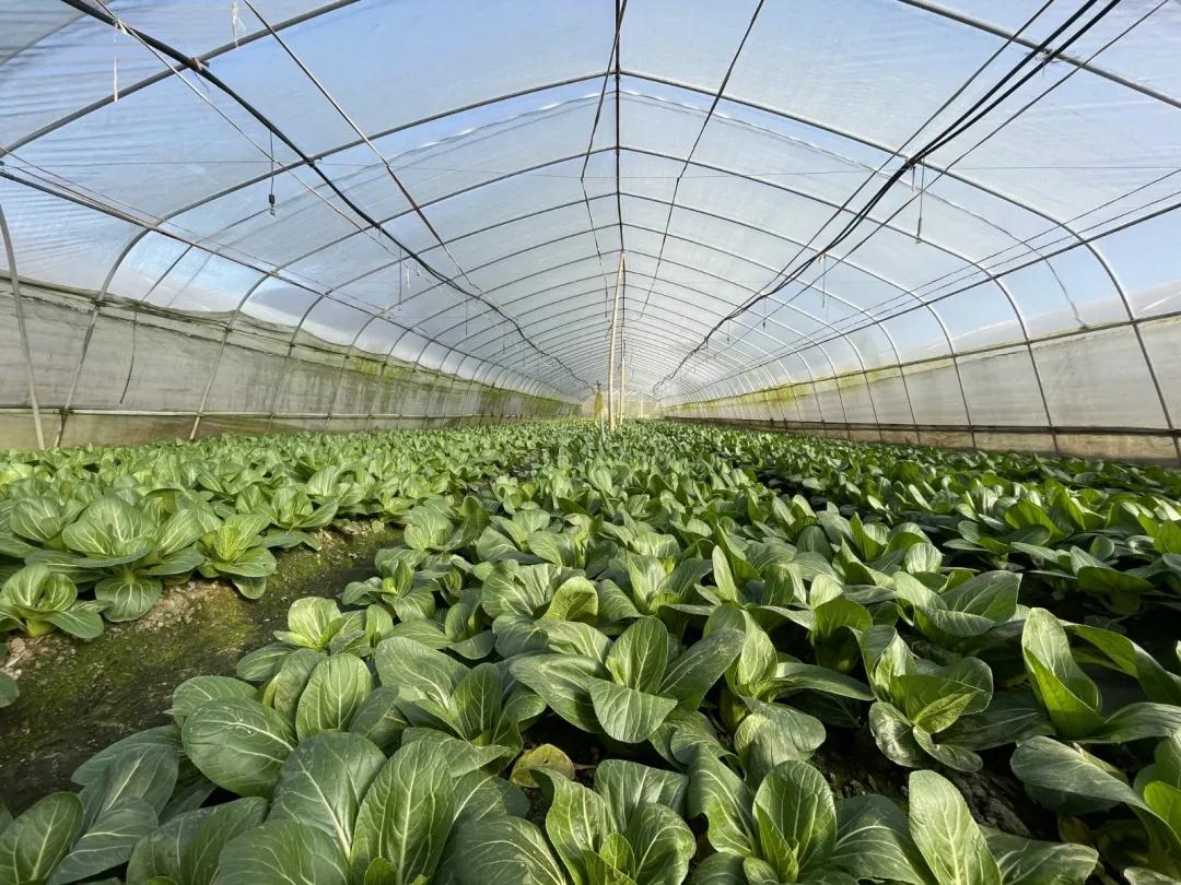 高原有机上海青,有机上海青怎么做