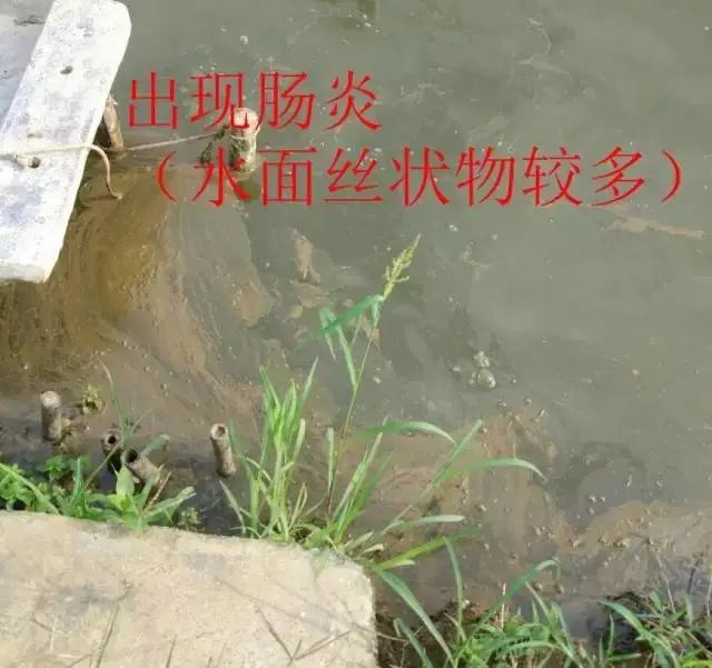 南美白对虾偷死病怎么治,南美白对虾肠炎能不能投喂新霉素