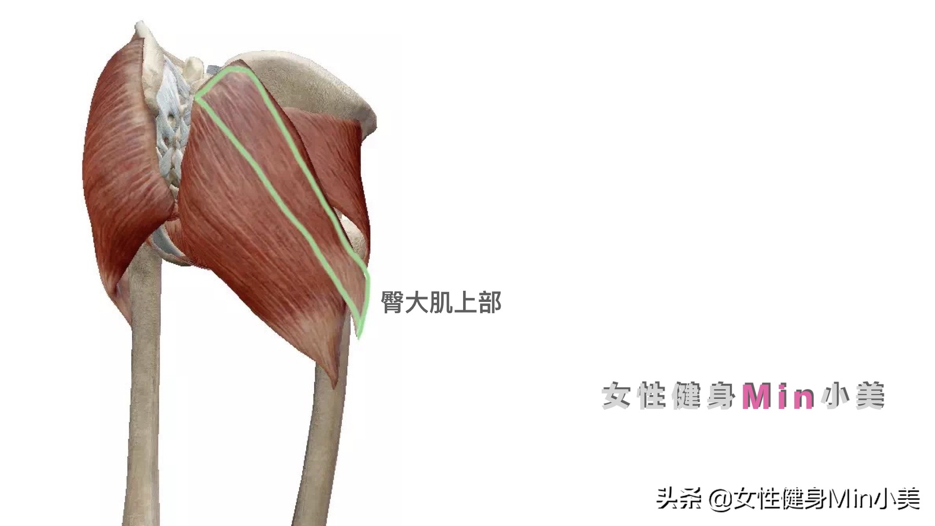 臀中肌变大是怎么回事,臀凹陷不能全是练臀中肌解决