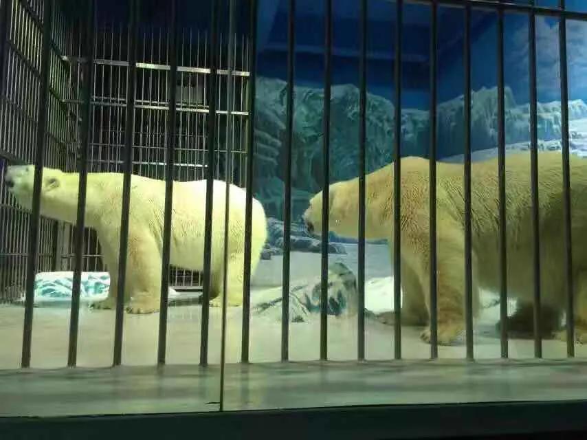 哈尔滨极地馆2期游玩攻略,哈尔滨极地馆动物视频大全