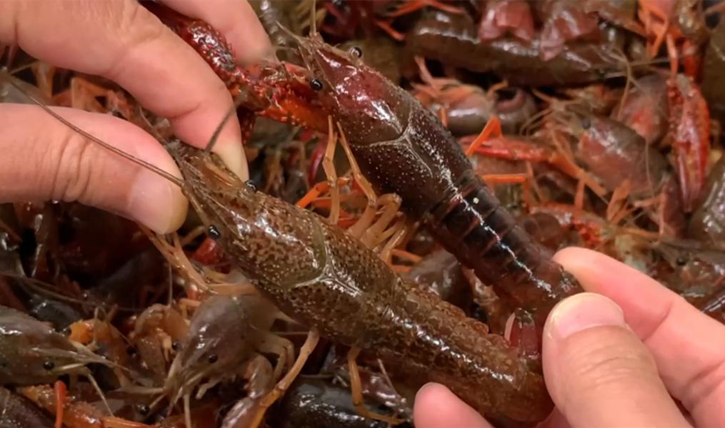 清水洗小龙虾,清水小龙虾清洗必须去腮吗