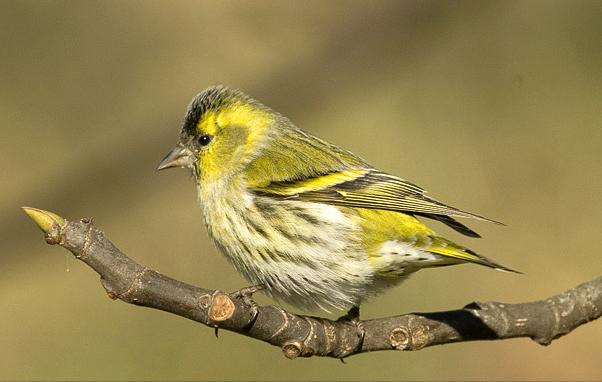 广东常见鸟类图谱和名称图文,东江揽胜鸟类