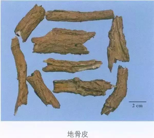 中药地骨皮多少钱一斤,中药地骨皮治什么病