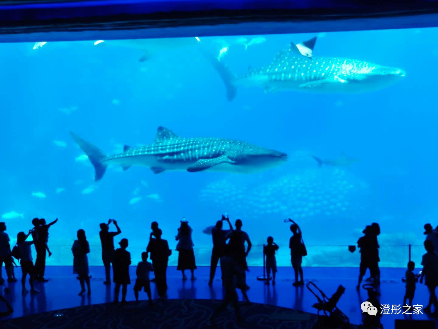 海昌海洋公园和长隆海洋王国,珠海长隆海洋王国旅游全攻略