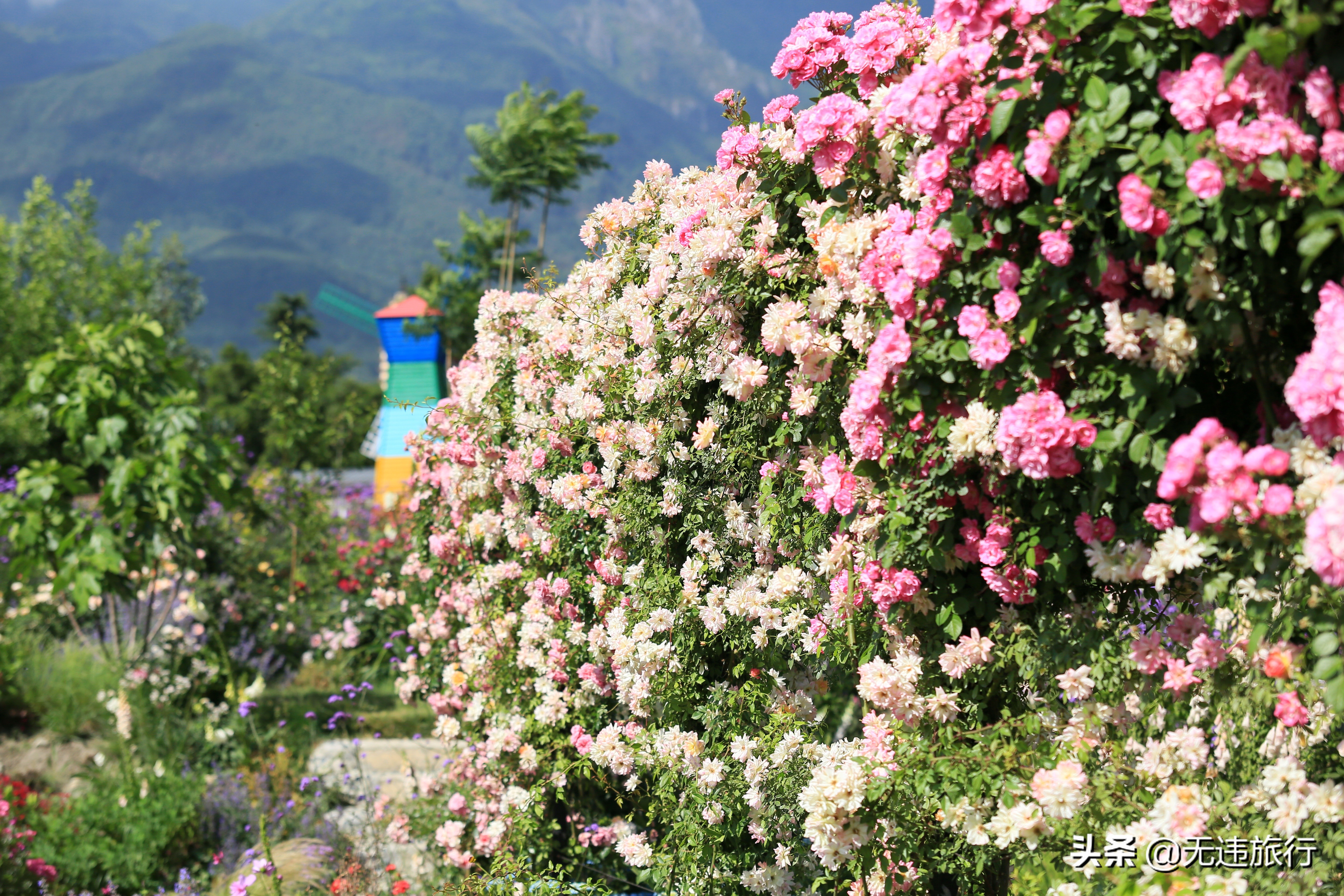 大理网红打卡地草场,大理网红打卡地猫米花园