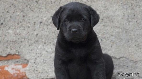 神犬小七拍摄为什么选择拉布拉多,神犬小七拉布拉多适合儿童饲养