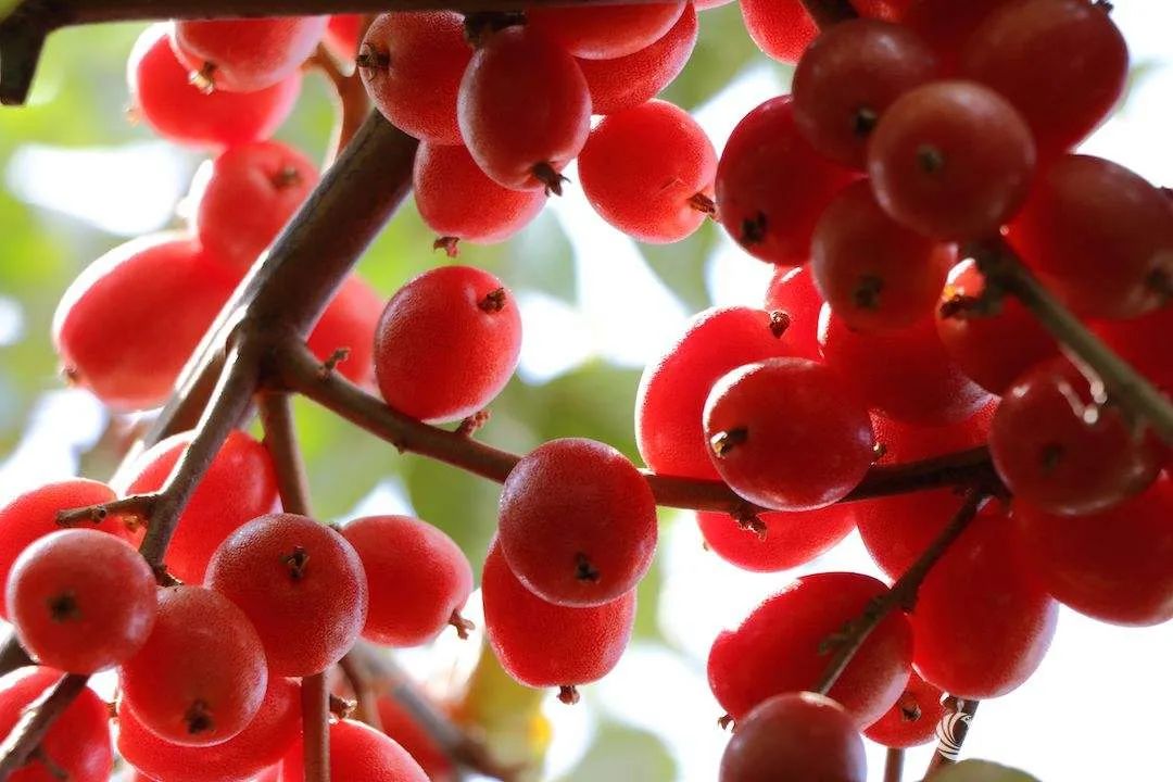 回忆杀里的家乡美食,回忆杀8090的青春