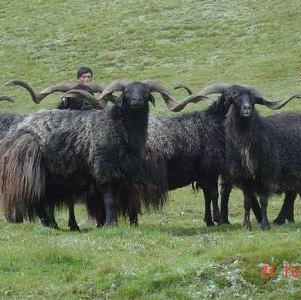 青海十大特产是哪些,青海有名的特产有哪些呢