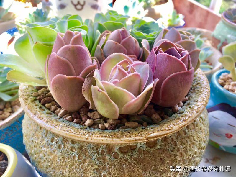 山地玫瑰多肉叶片发黄,多肉山地玫瑰白粉病怎么治