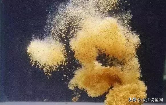 窝子有鱼不开口什么原因,窝子有鱼不咬钩的方法