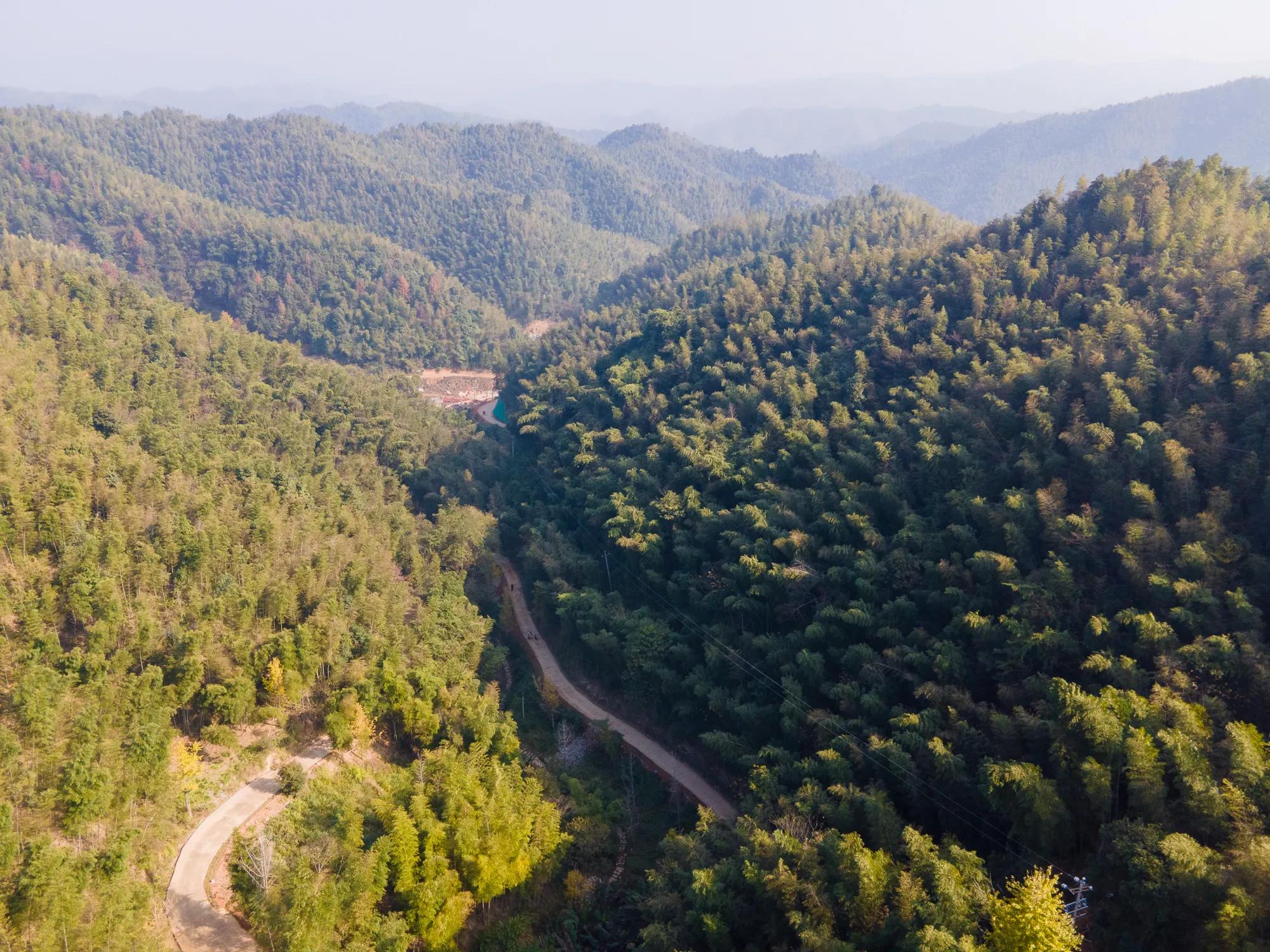 高岭古村银杏,高岭乡高岭村