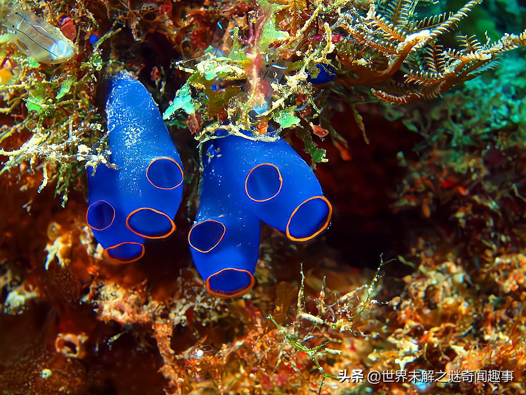这种被称为“丁丁”的生物有多神奇？长大后吸掉自己的脑子还能活