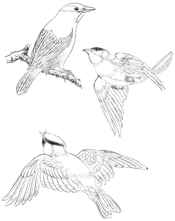 国画初学者入门步骤鸟禽,国画各种鸟类画法大全