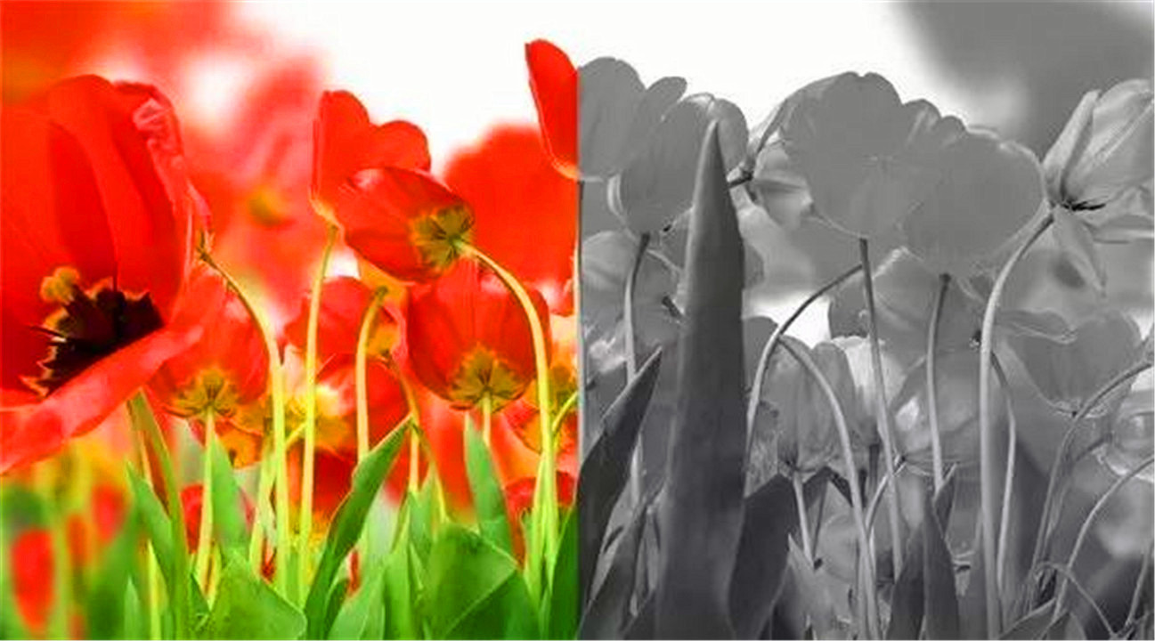 色盲眼中的世界是不是真正的颜色,色盲眼里的世界是什么样子的