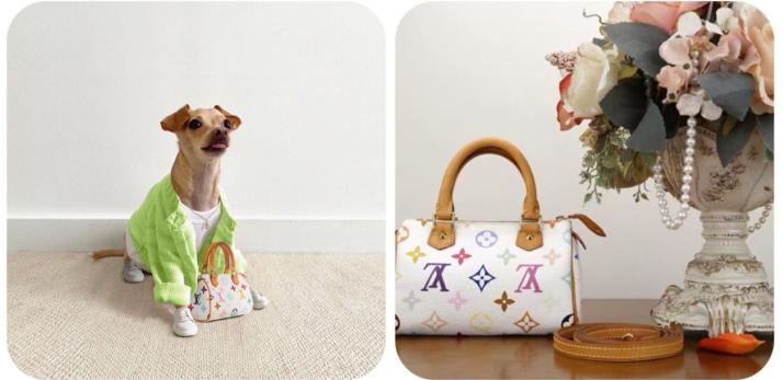 还在自嘲单身狗？快醒一醒！看看汪星人都拥有LV限量款了