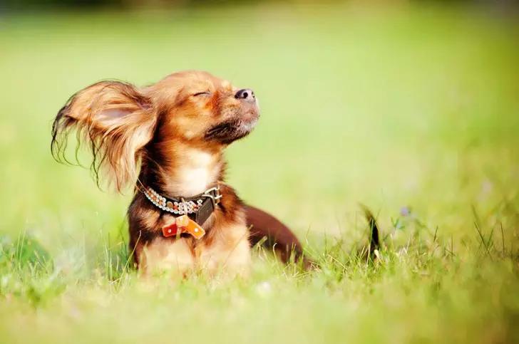 世界上最小最可爱的狗,世界上最可爱最小的狗