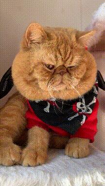 搞笑gif动图nba,少林寺gif搞笑图片