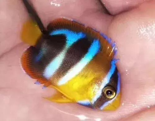 fot海水观赏鱼,fot鱼品种